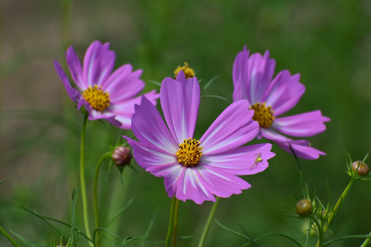 natural  landscape  plant free photo