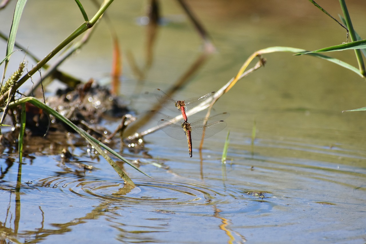 natural  landscape  pond free photo