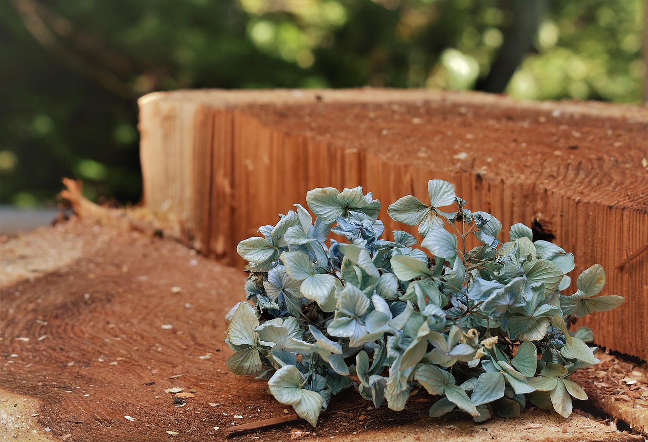 natural  hydrangea  blue free photo