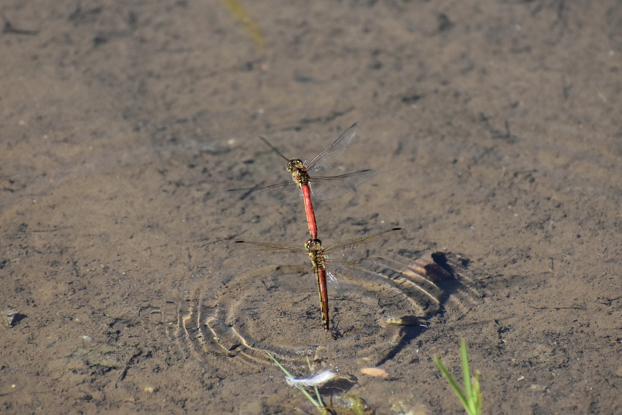 natural  landscape  insect free photo