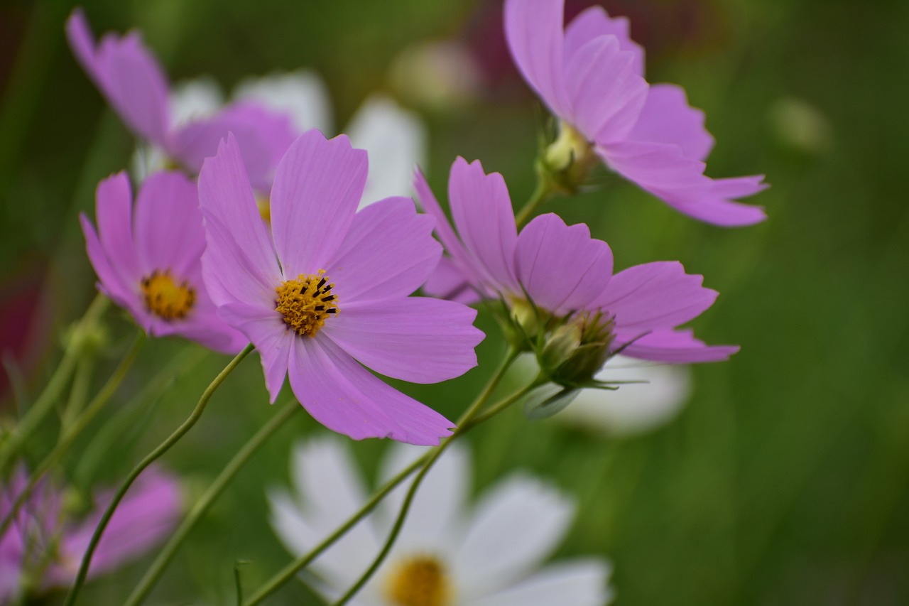 natural  landscape  plant free photo