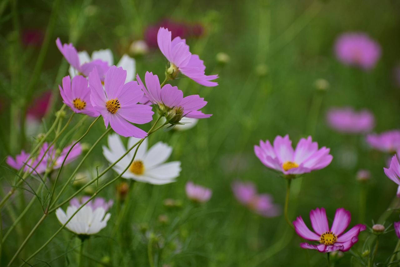 natural  landscape  plant free photo