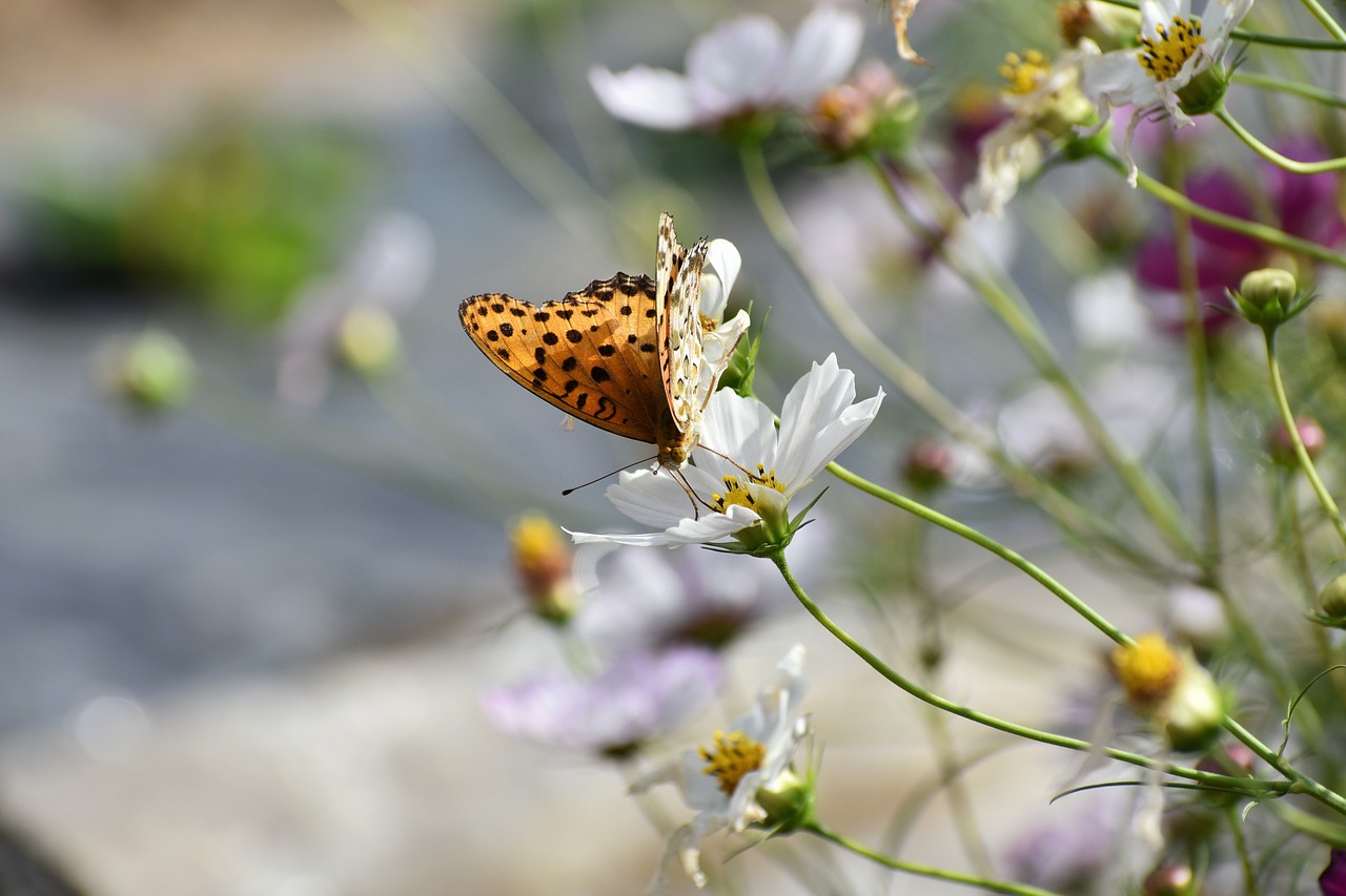 natural  landscape  plant free photo