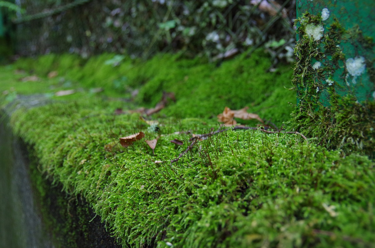 natural  moss  forest free photo