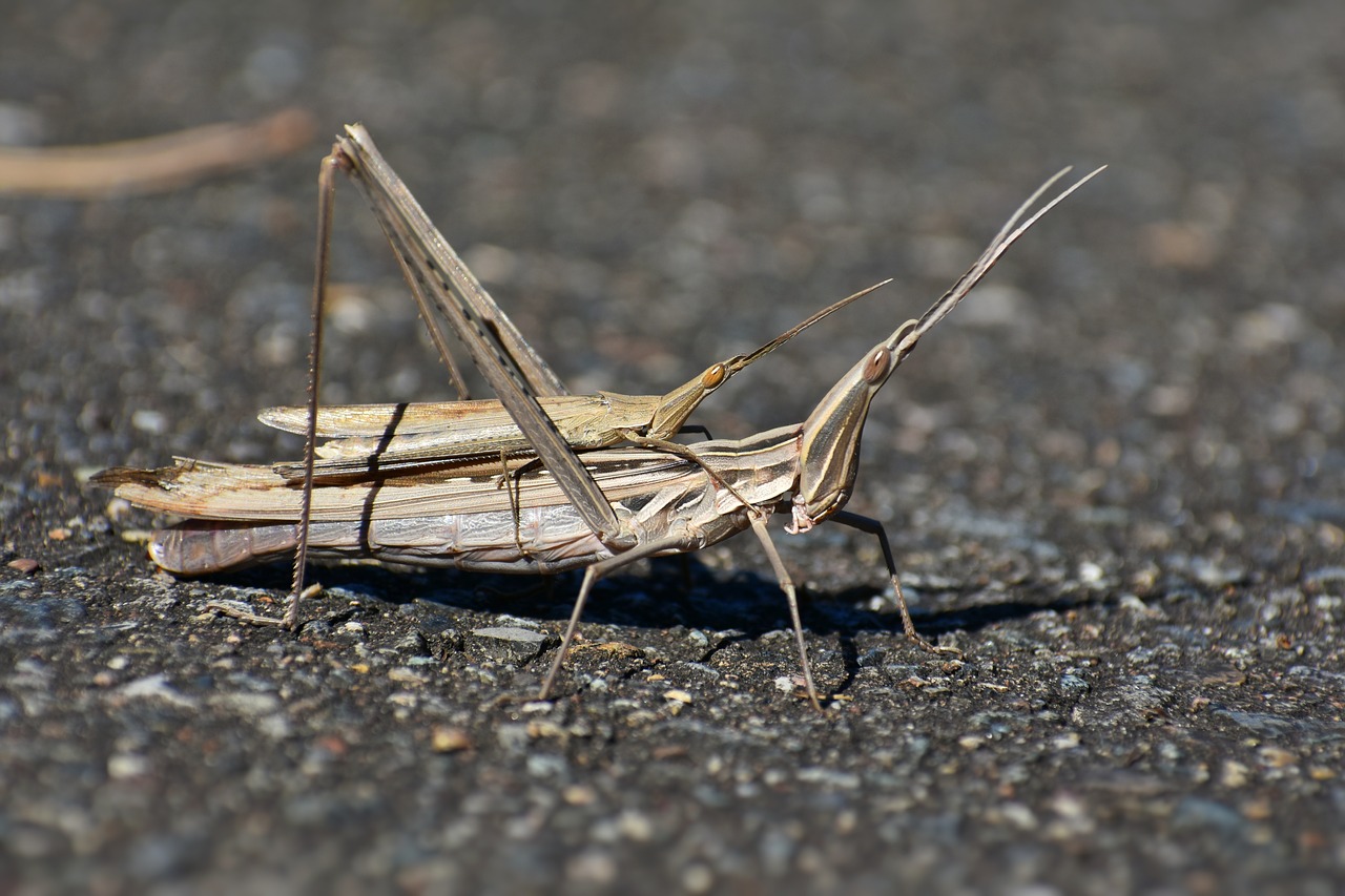 natural  landscape  insect free photo