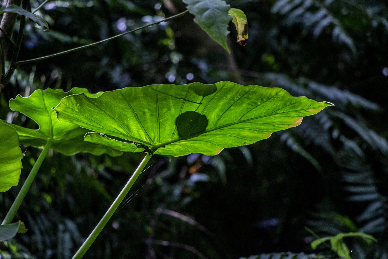 natural  summer  green free photo