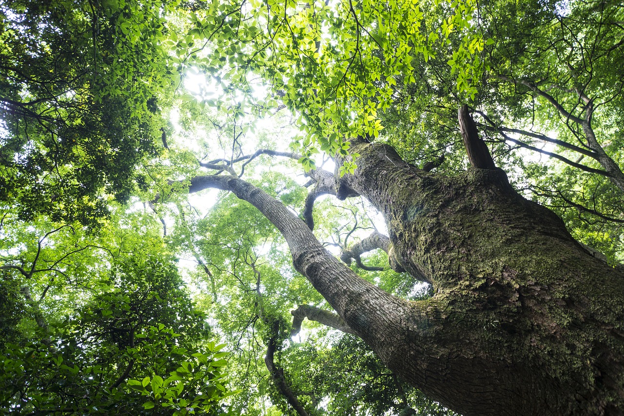 natural  green  landscape free photo