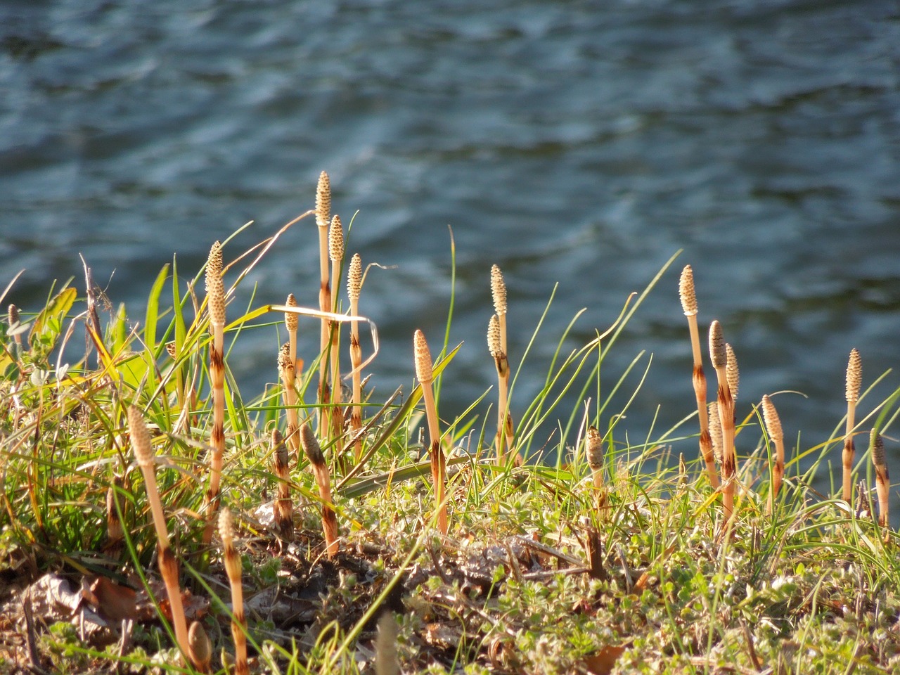 natural  plant  spring free photo