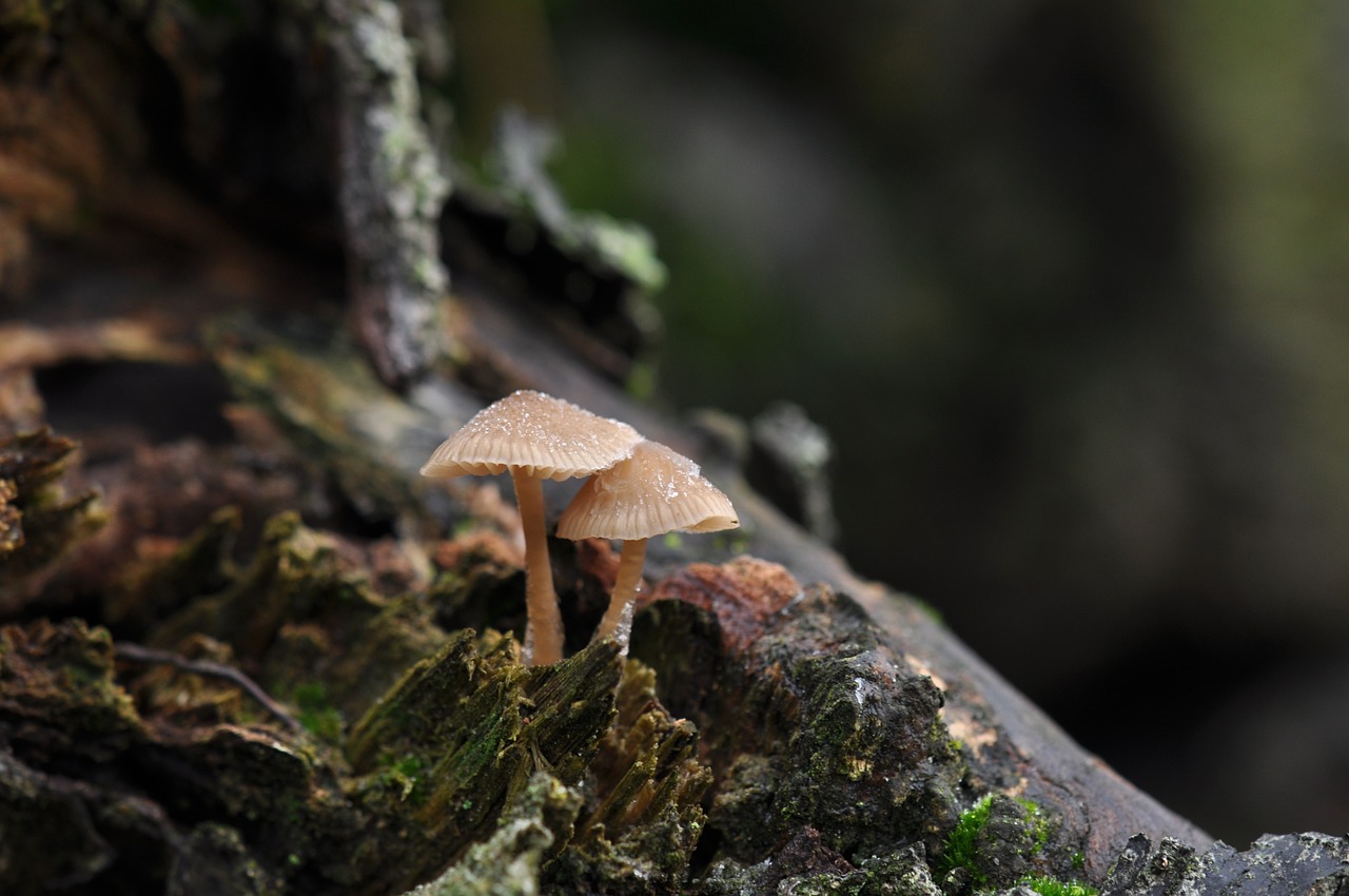 natural  forest  mushroom free photo