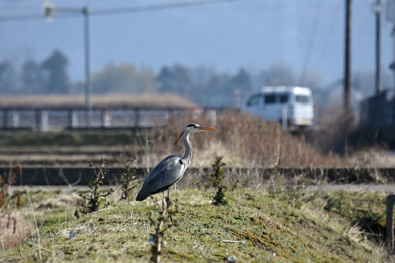 natural  landscape  the countryside free photo