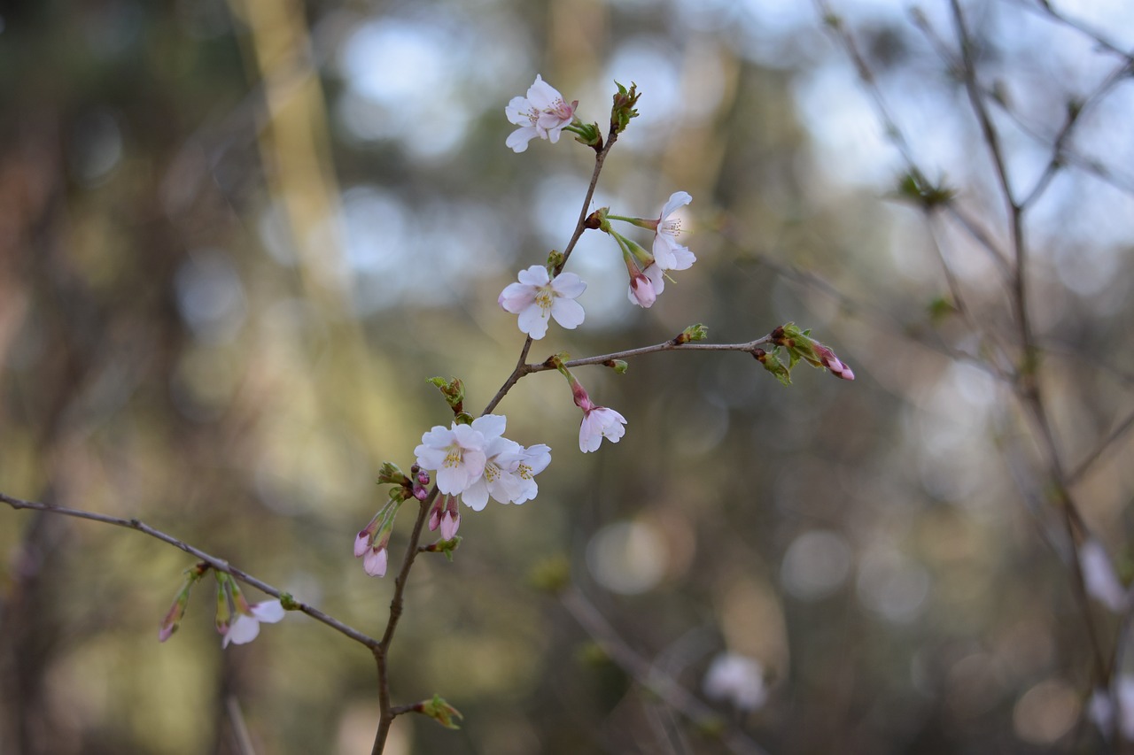 natural  landscape  plant free photo