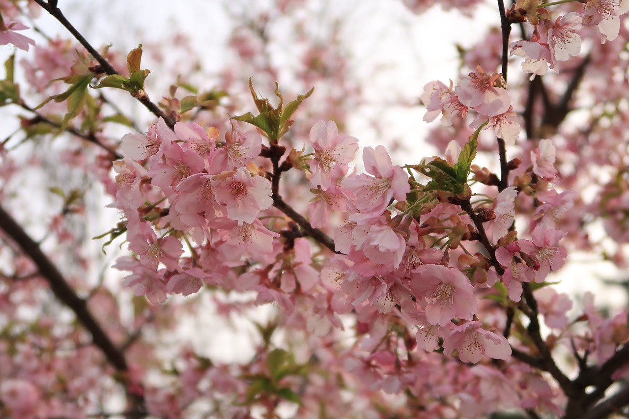 natural  flowers  cherry blossoms free photo