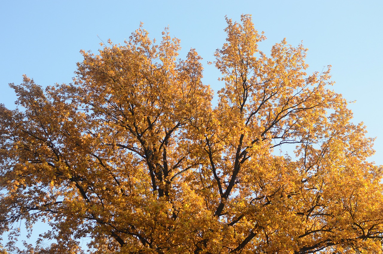 natural  tree wood  autumn free photo