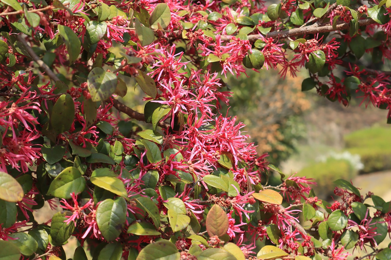 natural  flowers  red free photo