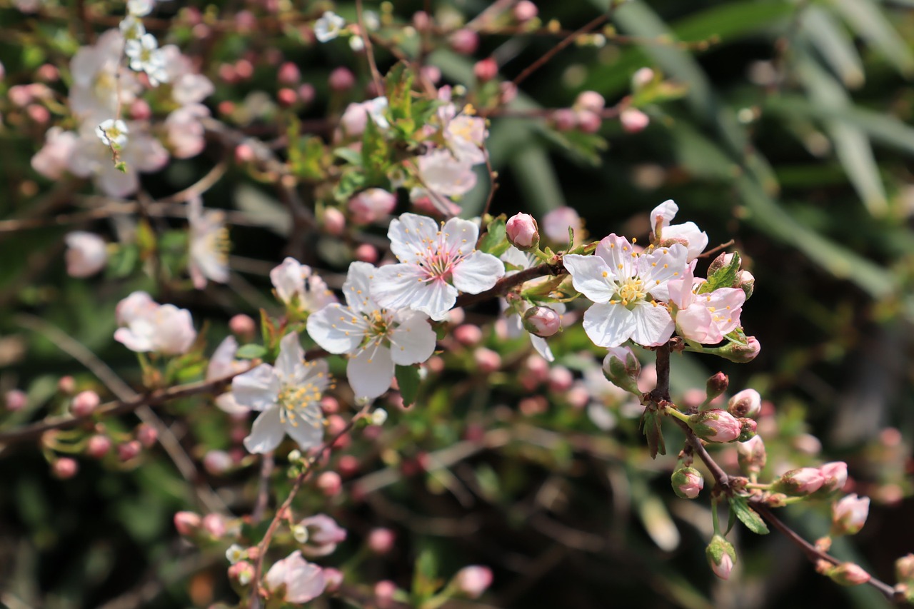 natural  flowers  white free photo