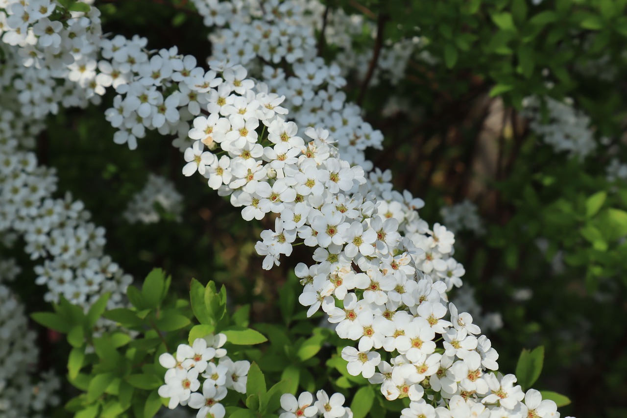 natural  flowers  white free photo