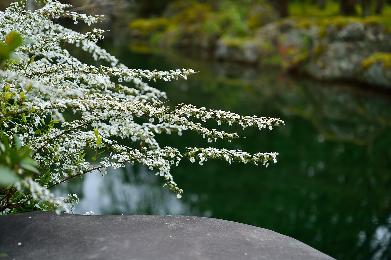 natural  flowers  landscape free photo