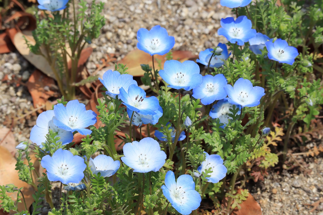 natural  plant  flowers free photo