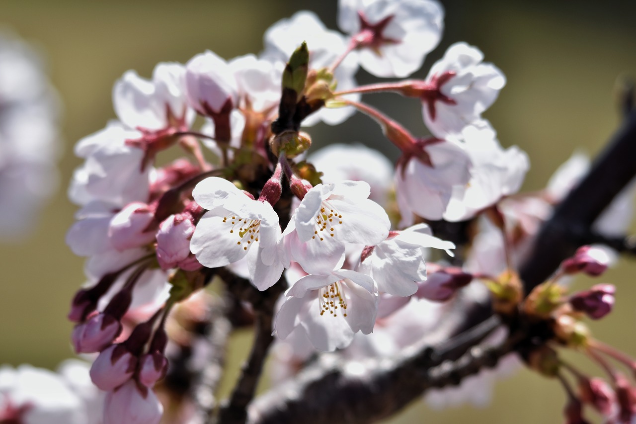 natural  landscape  plant free photo