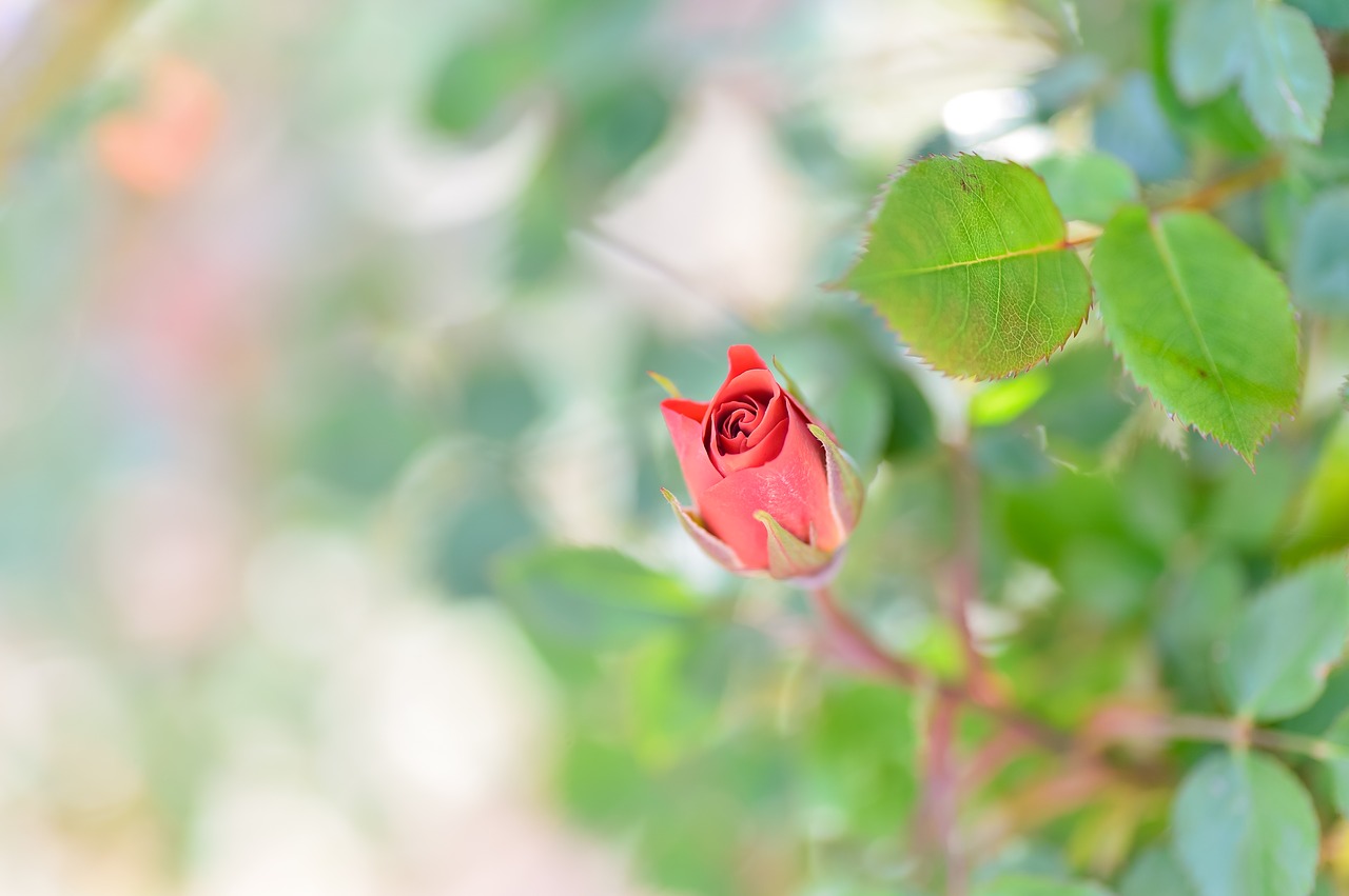 natural  flowers  rose free photo