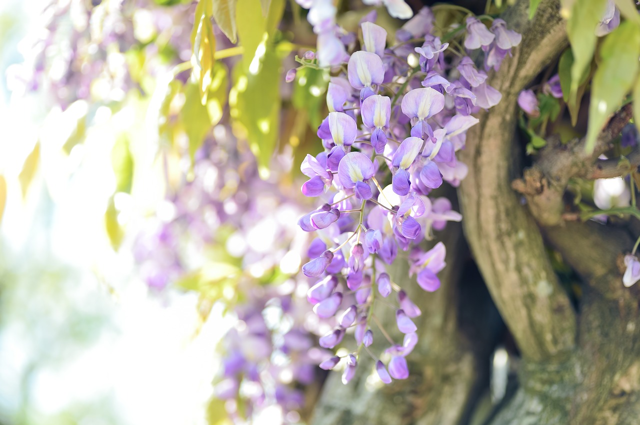 natural  flowers  wisteria free photo
