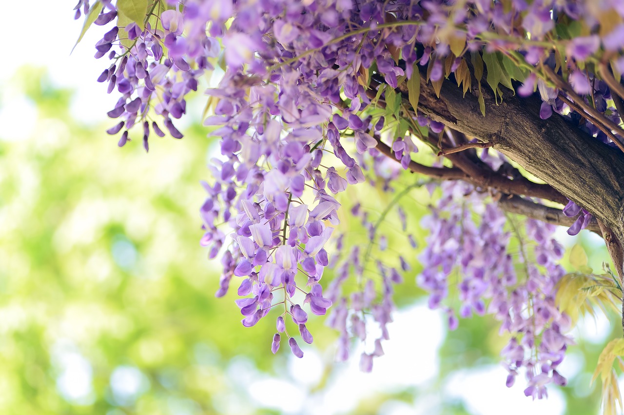 natural  flowers  wisteria free photo