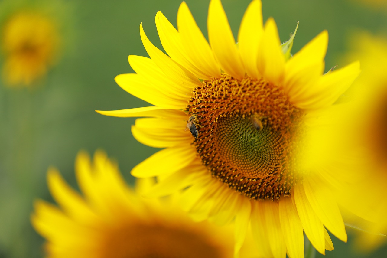 natural  summer  yellow free photo