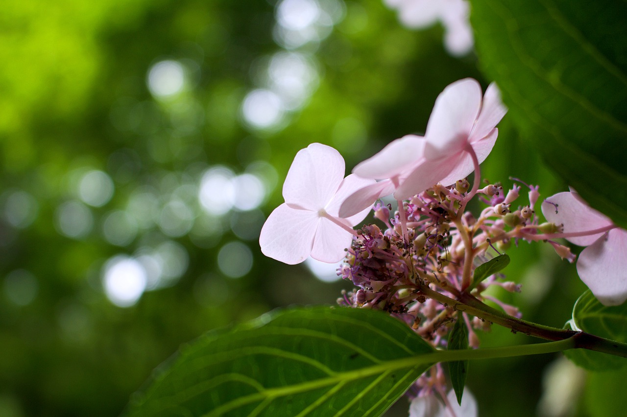 natural  flowers  hydrangea free photo