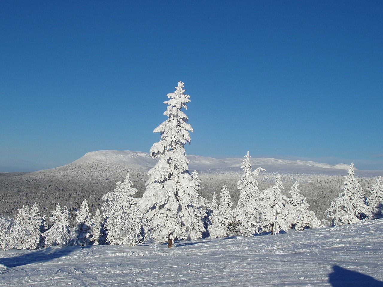 natural winter snow free photo