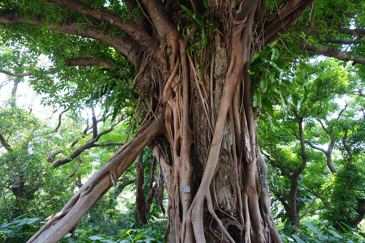 natural wood hiroki free photo