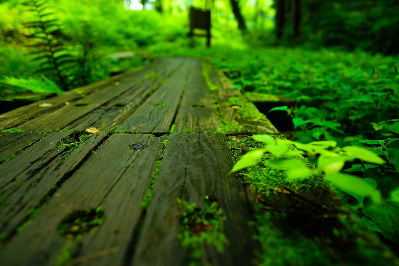 natural japan wetland free photo