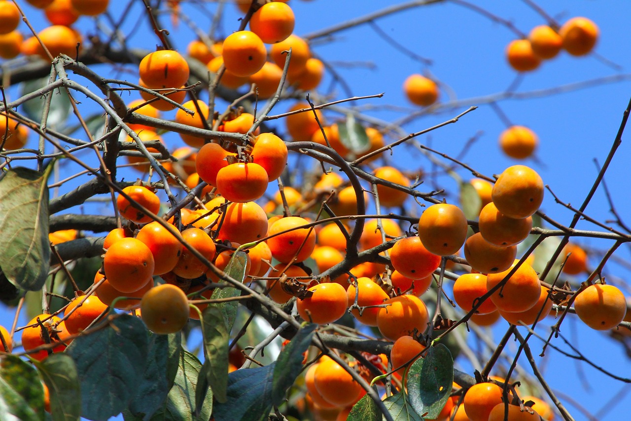 natural fruit trees persimmon free photo