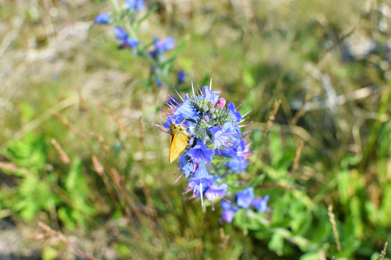 natural butterfly macro free photo