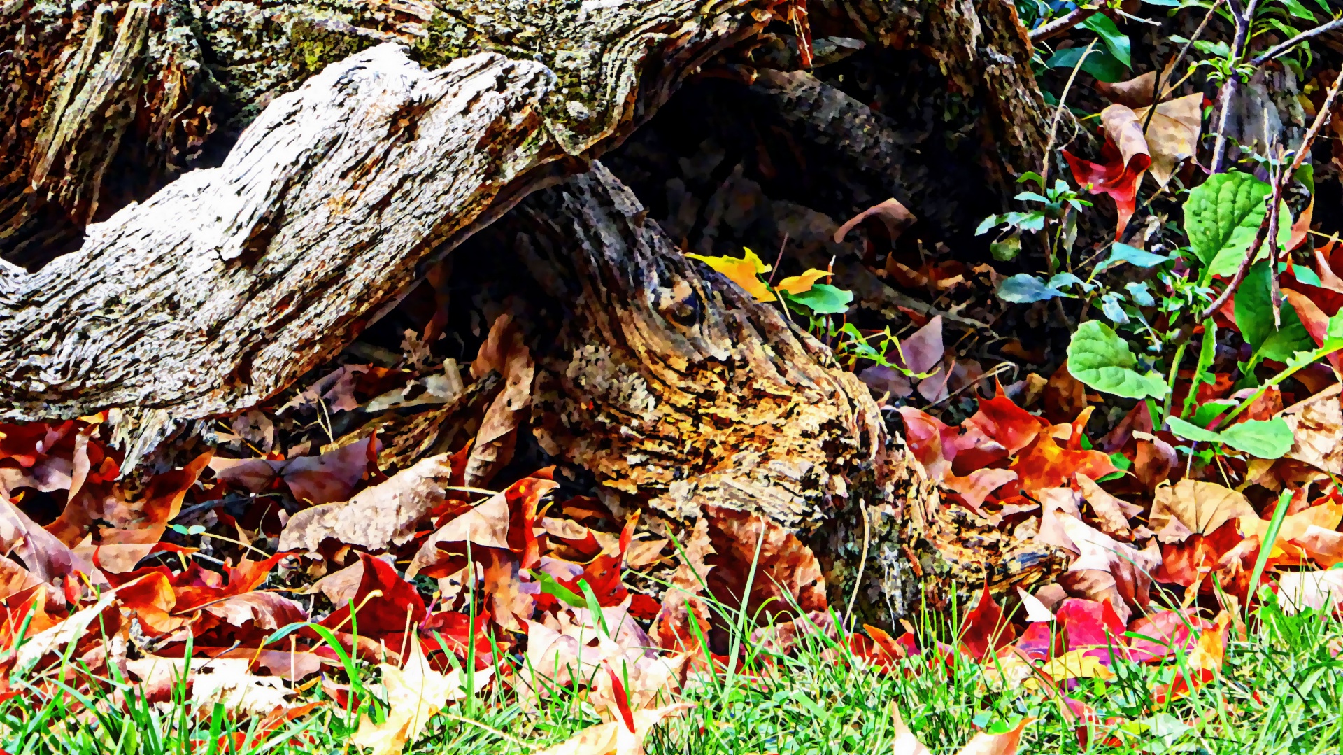 leaves log autumn free photo
