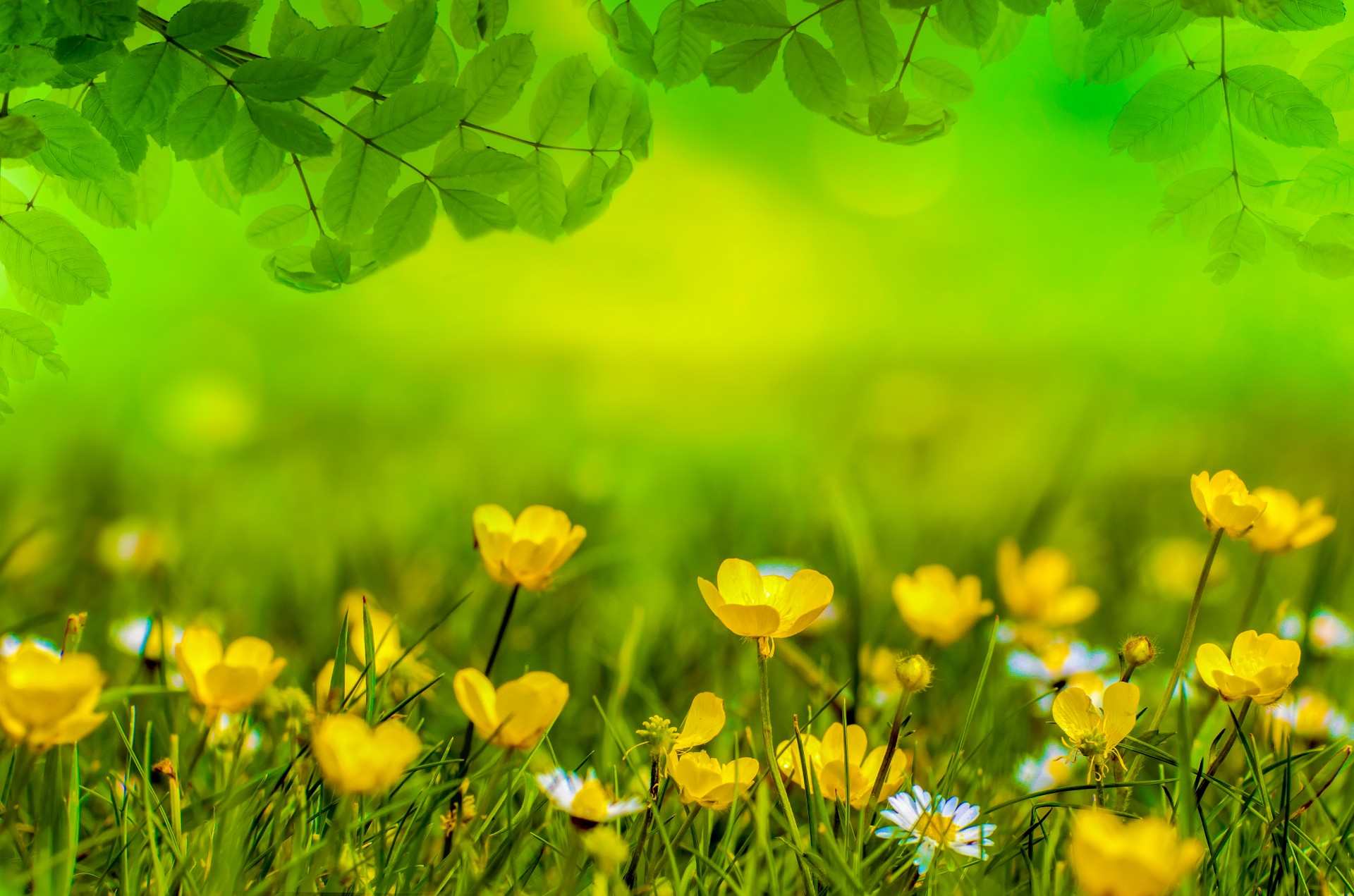 spring background flower free photo