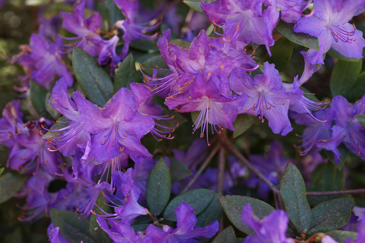 natural bouquet native flowers south australia free photo