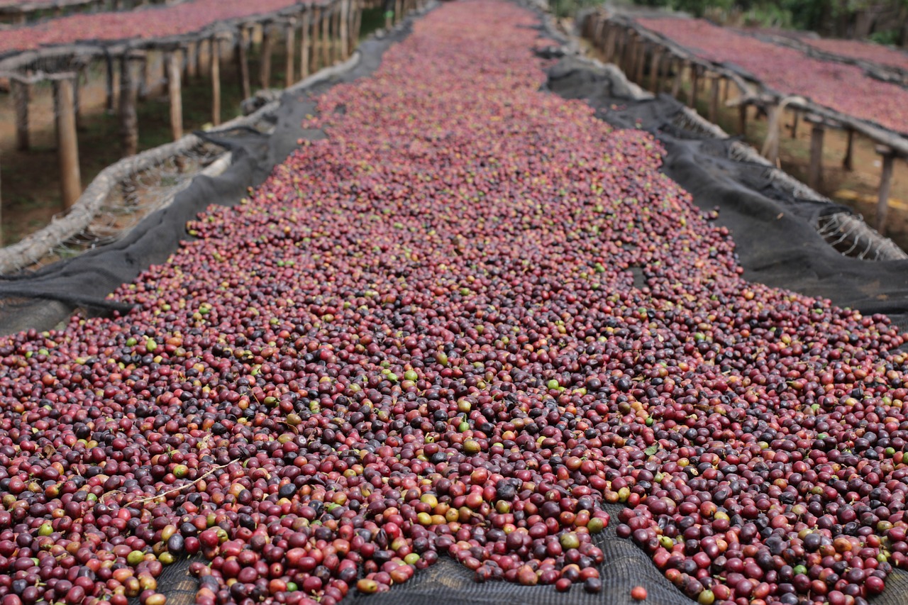 natural coffee sundried coffee dry processed coffee free photo