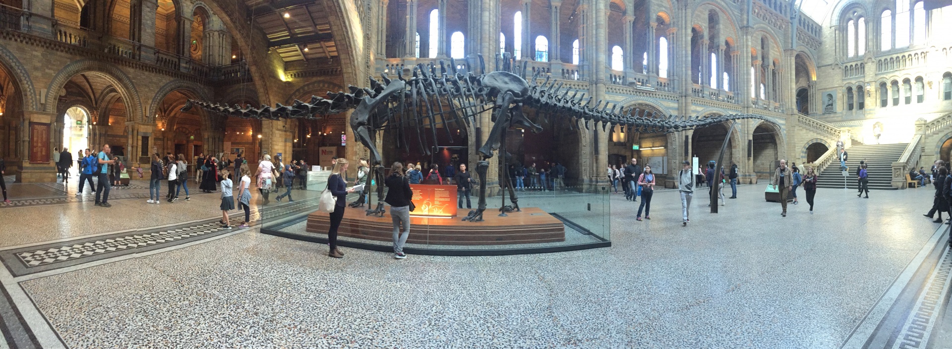 natural history museum london dinosaur free photo