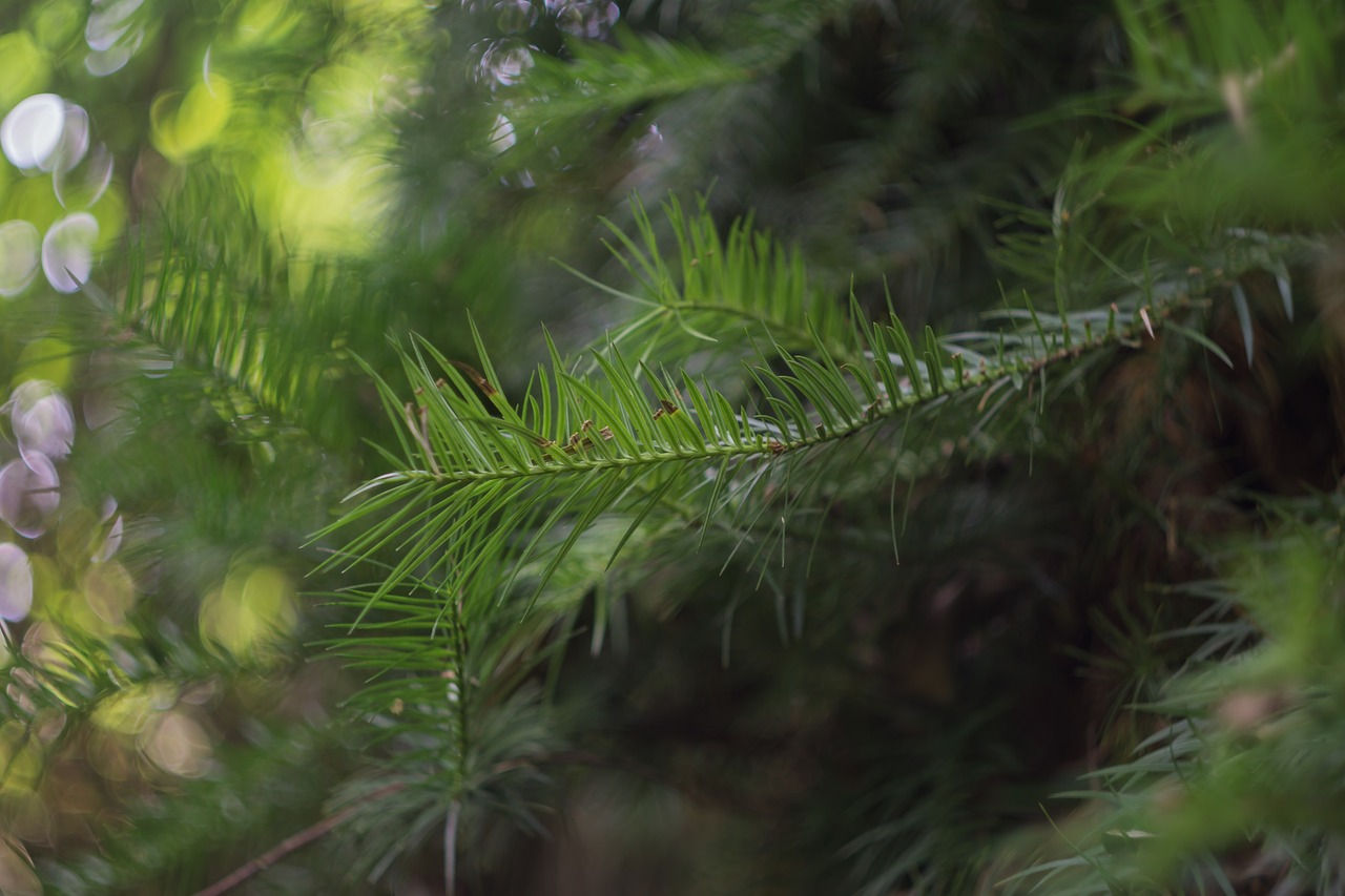 natural landscape plant green free photo