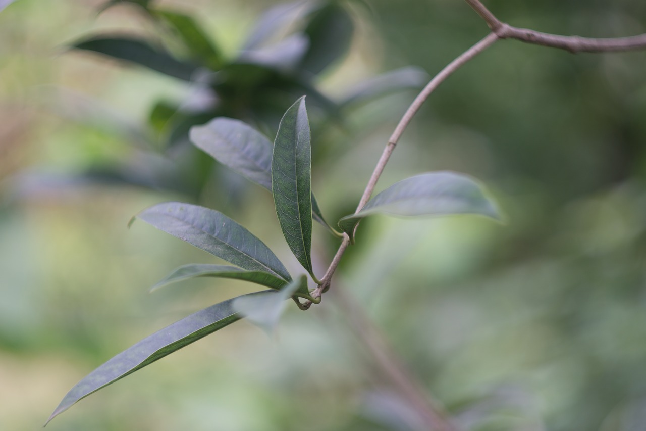 natural landscape plant leaves of osmanthus fragrans free photo