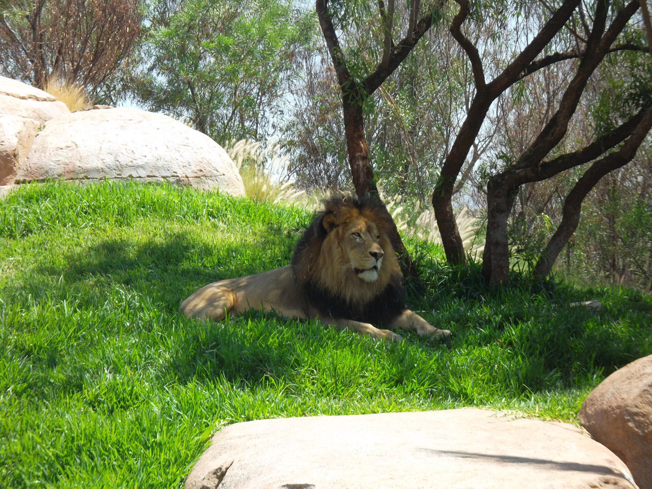 lion africa zoo free photo