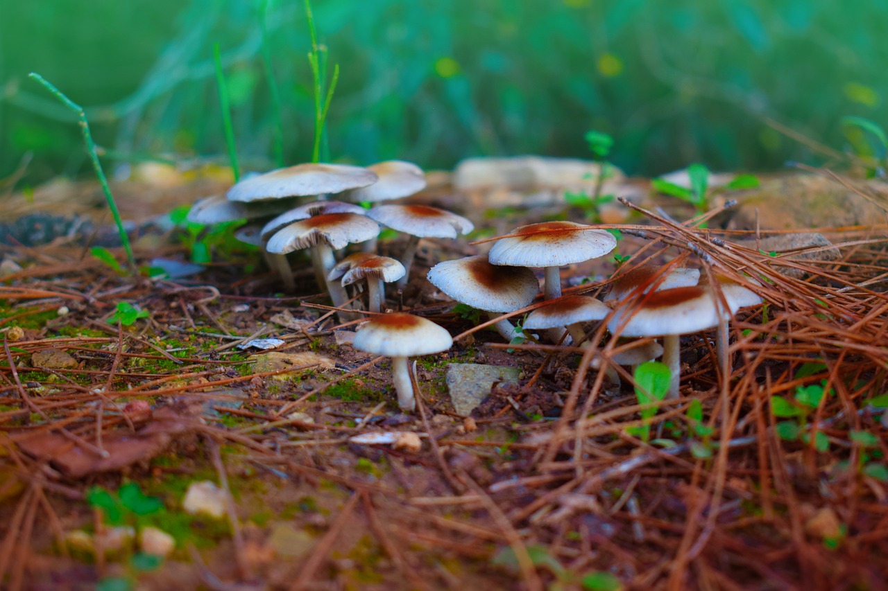 natural mushrooms  nature  forest free photo