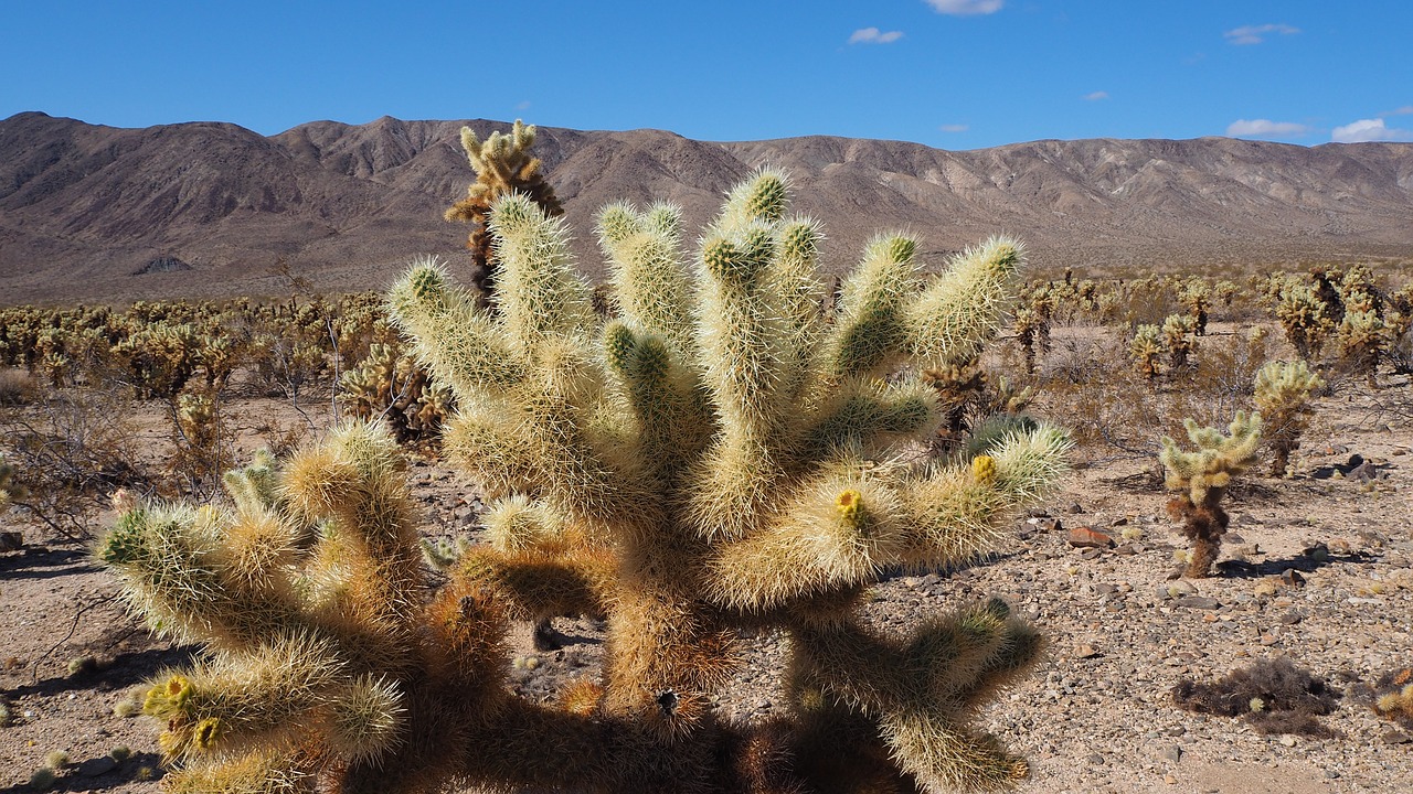 natural park cacti california free photo