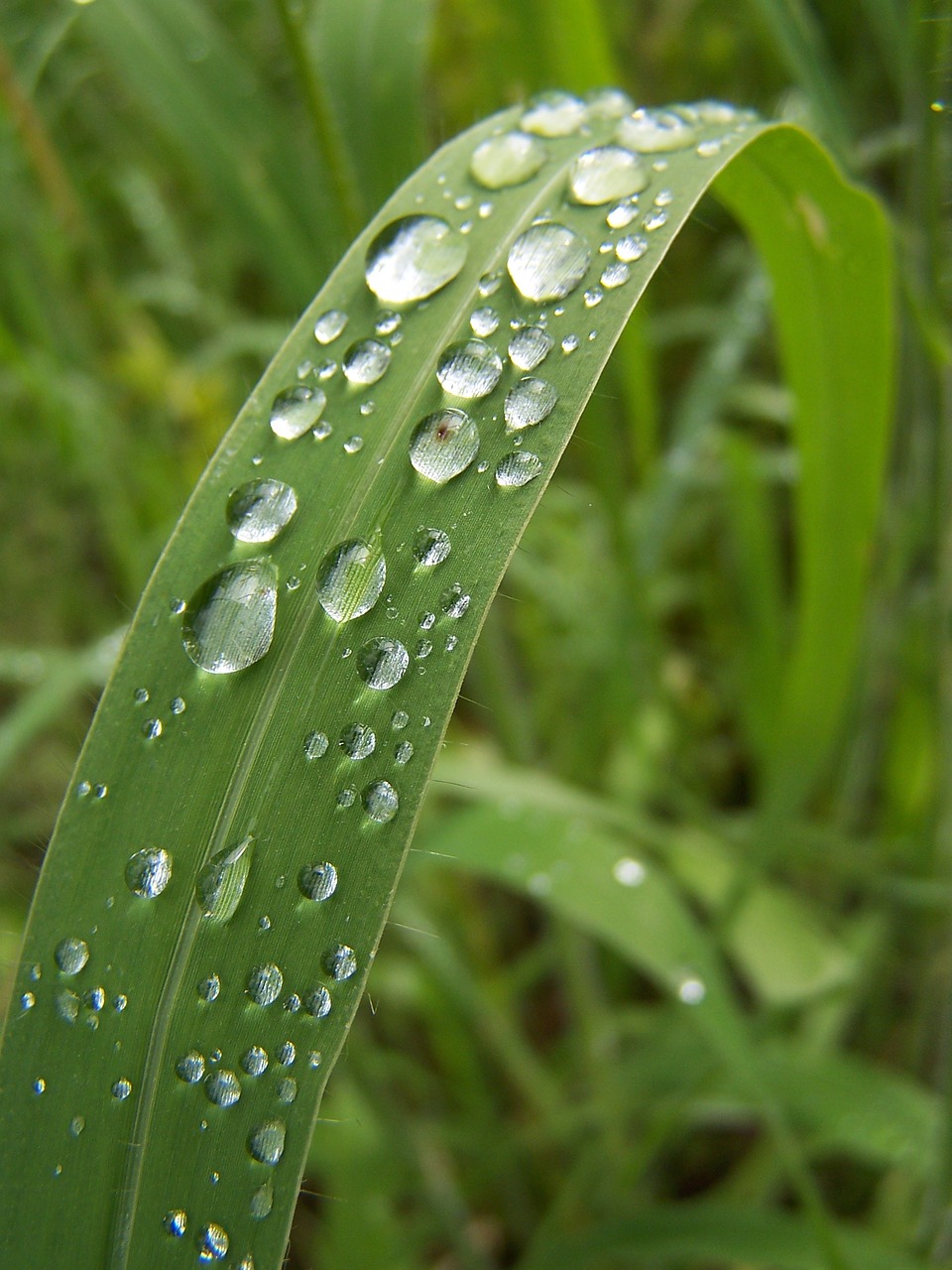 natural plant raindrop landscape free photo