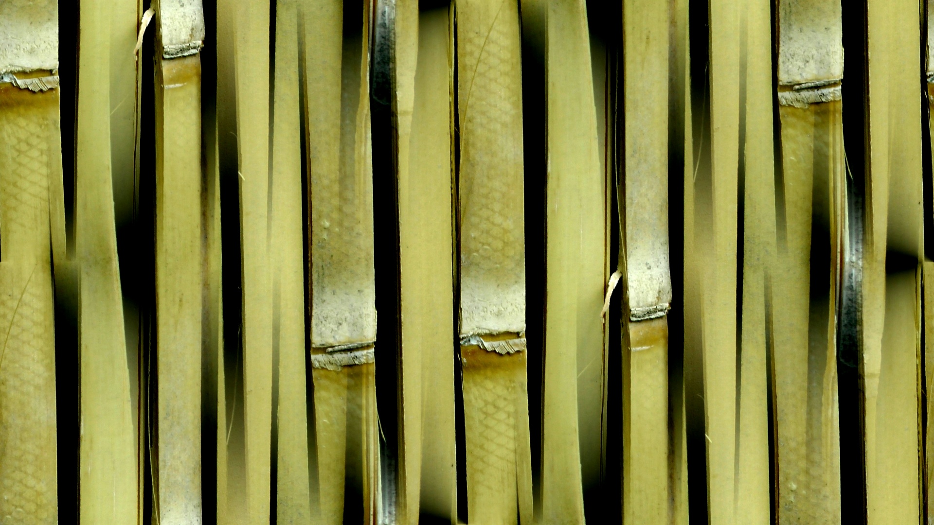 natural bamboo colour free photo