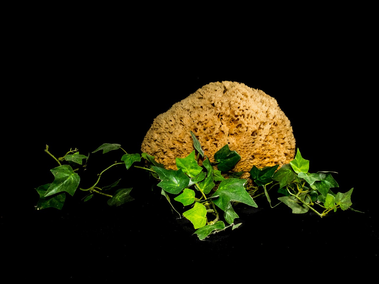 natural sponge ivy decoration free photo