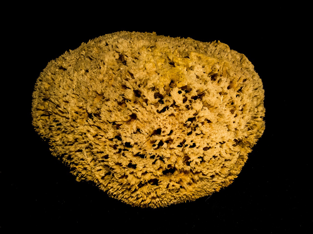 natural sponge sponge sea sponge free photo
