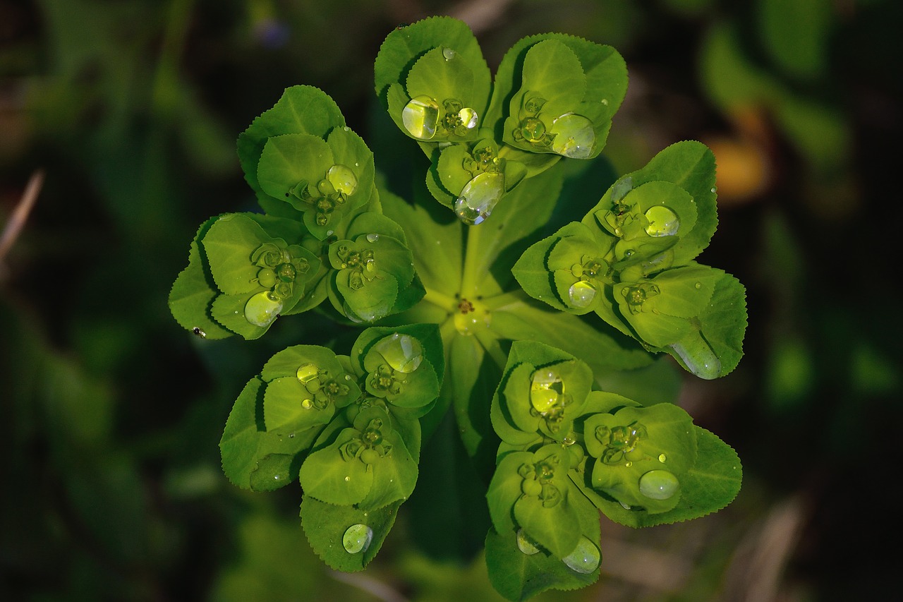 natural waterdrops watrdrops on herb waterdrops on green herbs free photo