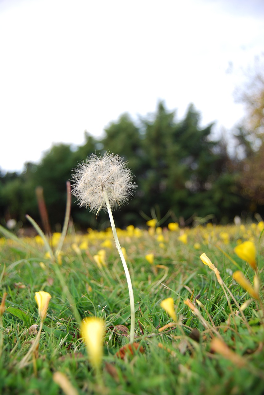 naturaleza dandelion nature free photo