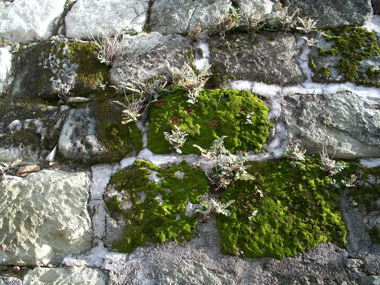 moss green white free photo